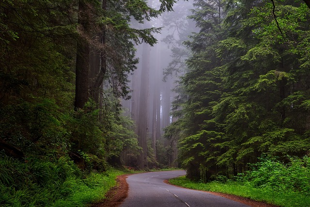 image from Redwoods, Whakarewarewa Forest