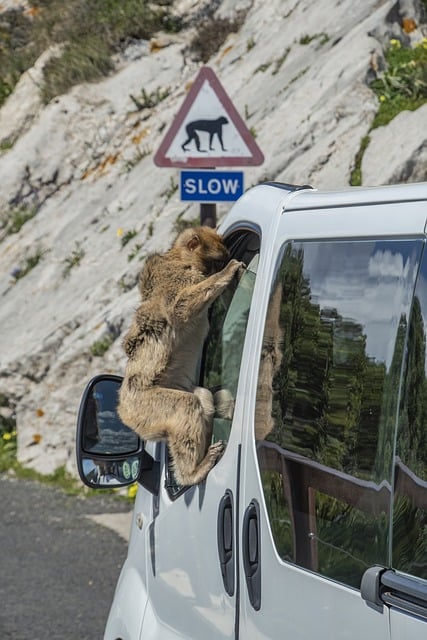 image from Rock of Gibraltar