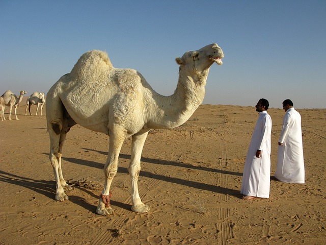 image from Saudi Arabia 6 Day Itinerary