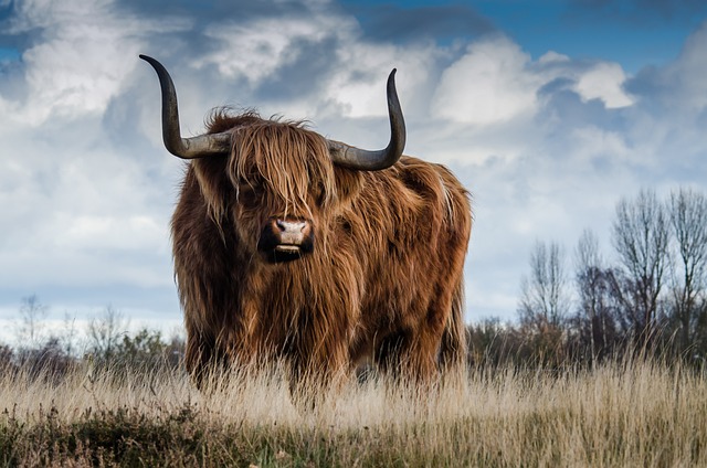 image from Family Friendly Activities Scottish Highlands