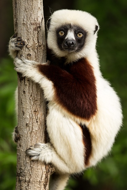 image from Madagascar 3 Day Itinerary