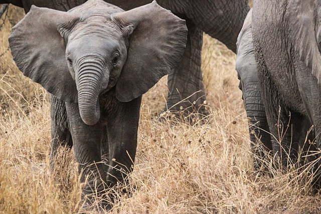 image from Serengeti National Park, Tanzania