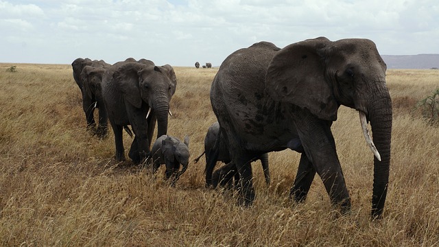 image from Serengeti National Park