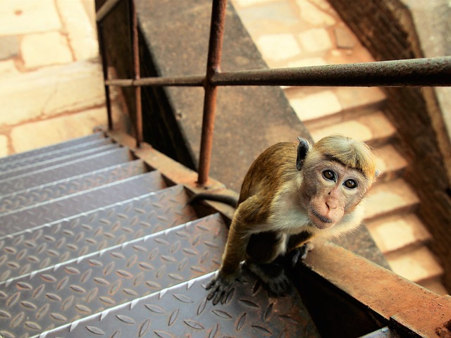 image from Walking Tours Sigiriya