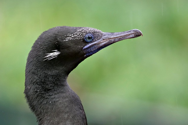 image from Socotra Island