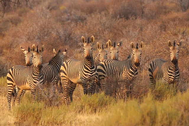 image from South Africa 5 Day Itinerary