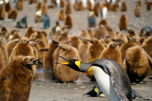 image from South Georgia Island