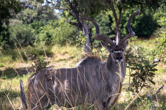 image from South Luangwa National Park, Zambia