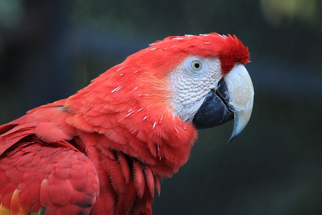 image from Spot A Scarlet Macaw In Costa Ricas Corcovado Rainforest