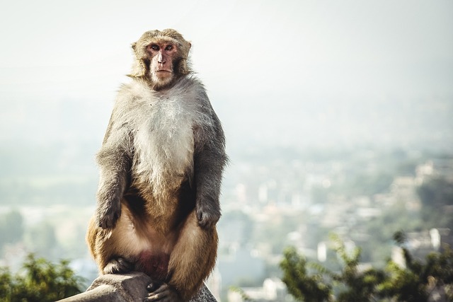 image from Bus Tours Swayambhu