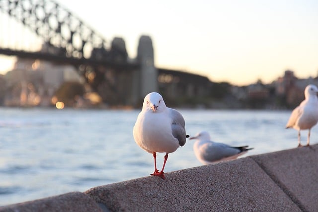 image from Sydney 6 Day Itinerary