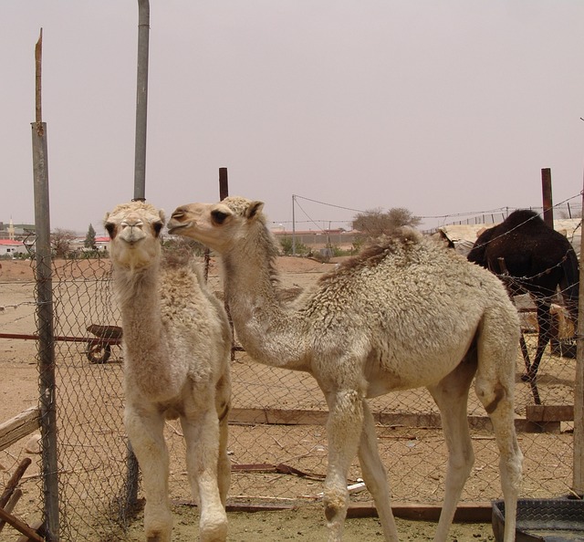 image from Multi-day Trips Taif