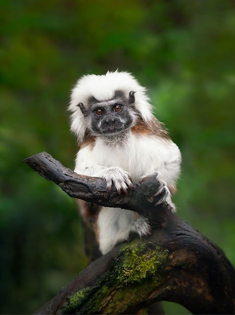 image from Animal activities Tamarin