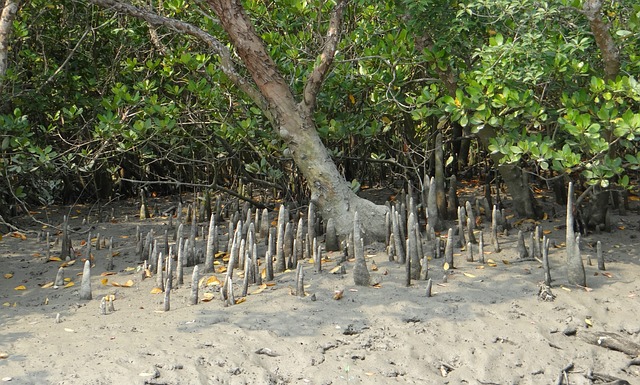 image from Sundarbans National Park