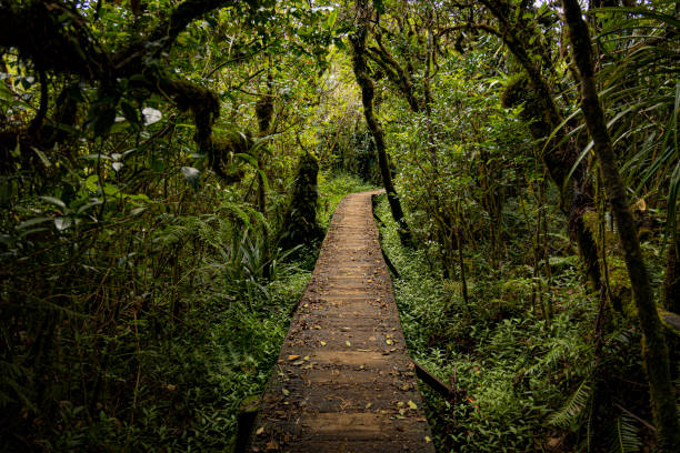 image from Trou De Fer Reunion Island