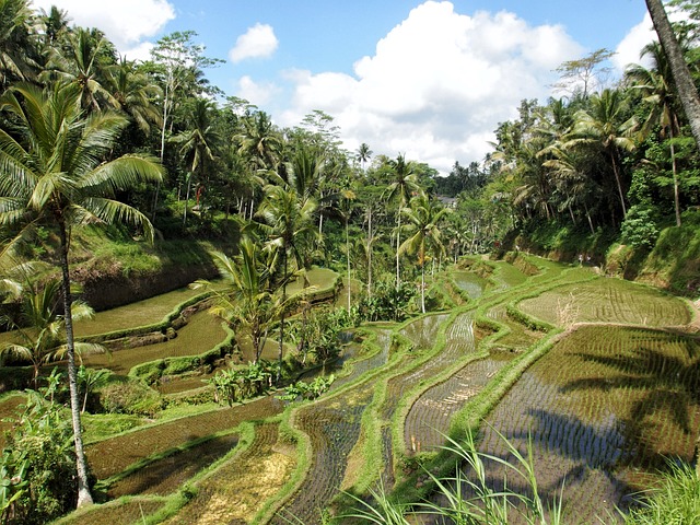 image from Family Friendly Activities Ubud