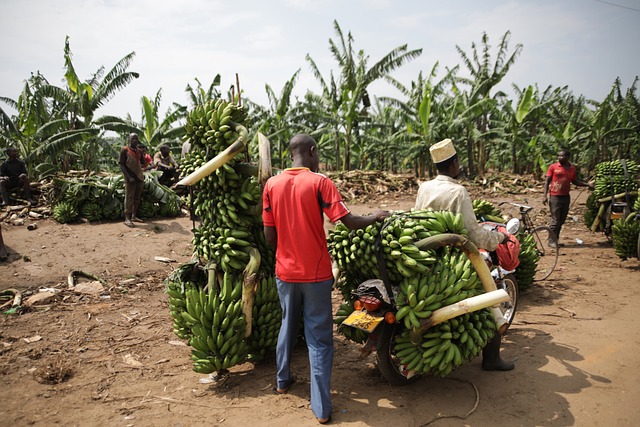 image from Multi-day Trips Uganda