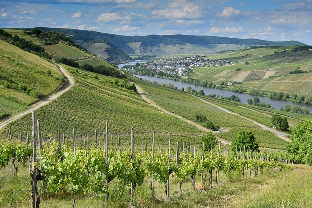 image from Vineyard Landscape of Piedmont Langhe Roero and Monferrato