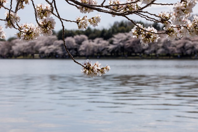 image from Washington Dc United States