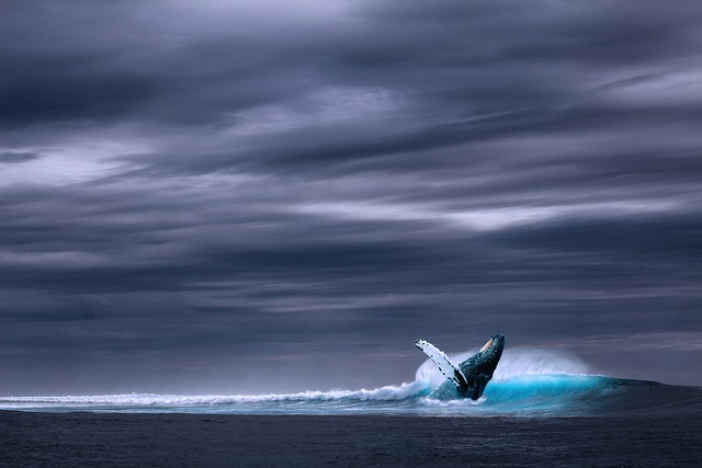 image from Whale Sanctuary of El Vizcaino