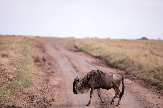 image from Wildebeest Migration