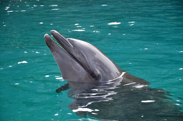 image from Yaps Outer Islands Micronesia